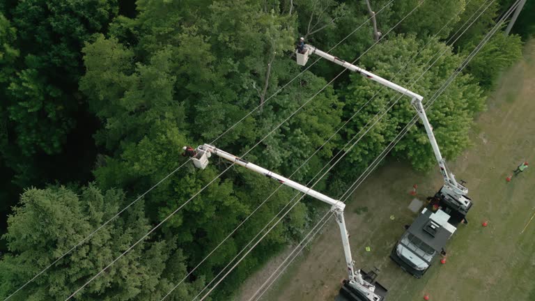 Best Storm Damage Tree Cleanup  in Mulberry, IN